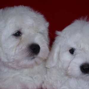 Francuski buldog i Coton de tulear stenci
