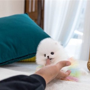 Mini pomeranac
