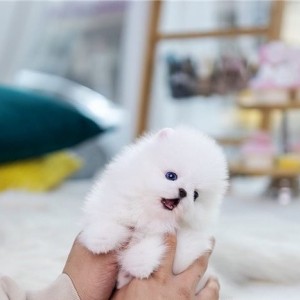 Mini pomeranac