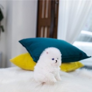 Mini pomeranac