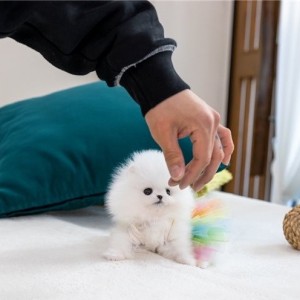 Mini pomeranac