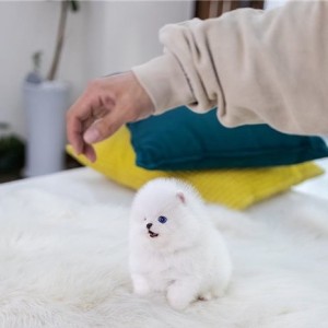 Mini pomeranac