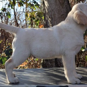 Labrador Retriver štene