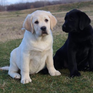Labrador Retriver štene