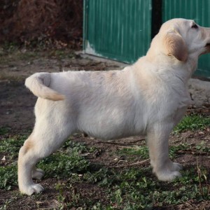 Labrador Retriver štene