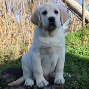 Labrador Retriver štene