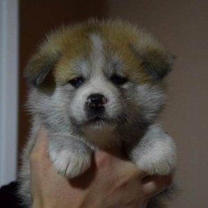 Akita inu, štenci