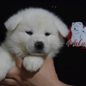 Akita inu, štenci