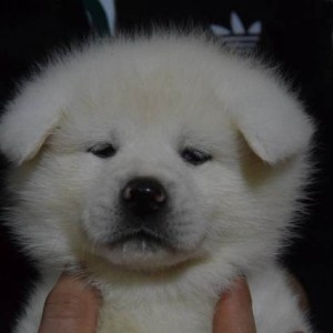 Akita inu, štenci