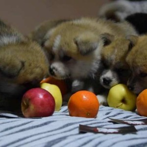 Akita inu, štenci