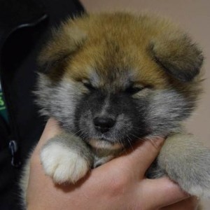 Akita inu, štenci