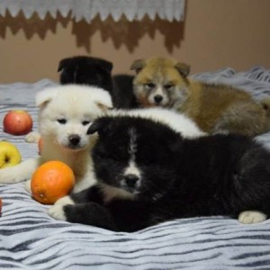 Akita inu, štenci