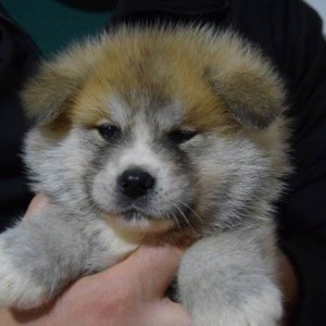 Akita inu, štenci