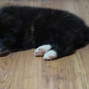 Akita inu, štenci