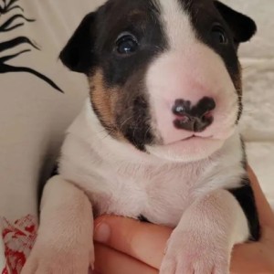 Bulterijer i Dogo Argentino stenci