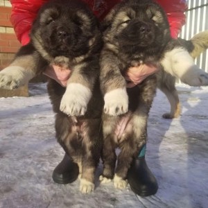 Sarplaninac i Rodezijski ridzbek stenci
