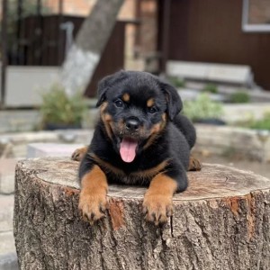 Rotvajler i Doberman stenci na prodaju
