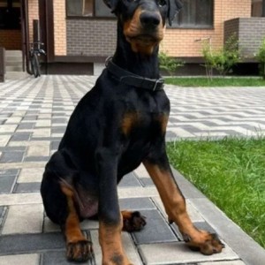 Rotvajler i Doberman stenci na prodaju