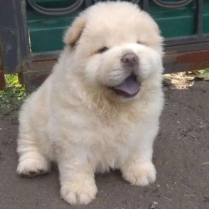 Chow chow i Vajmarski pticar stenci