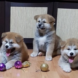 Akita inu japanska i Americka stenci