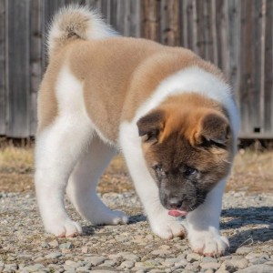 Akita inu japanska i Americka stenci