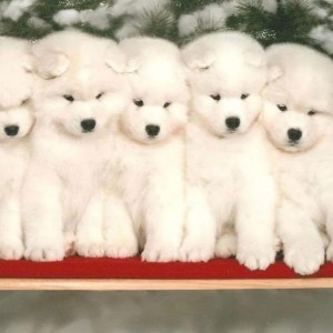 Samojed i Sibirski haski stenci