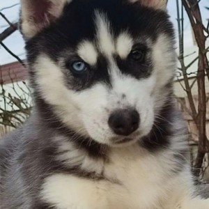 Samojed i Sibirski haski stenci