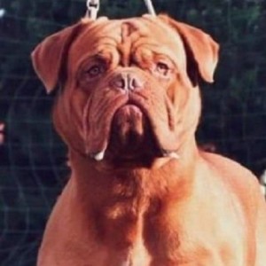 Bordoška Doga