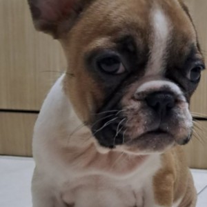 Francuski Buldog