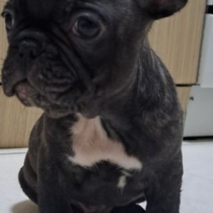Francuski Buldog
