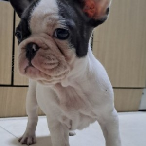 Francuski Buldog