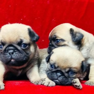 Engleski Buldog i Mops stenci