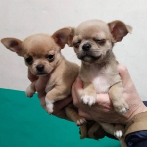 Civava i Maltipoo stenci