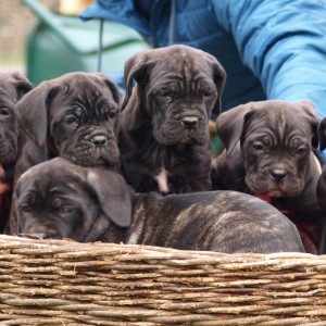 Cane Corso TOP štenci