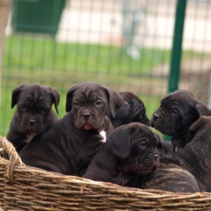 Cane Corso TOP štenci