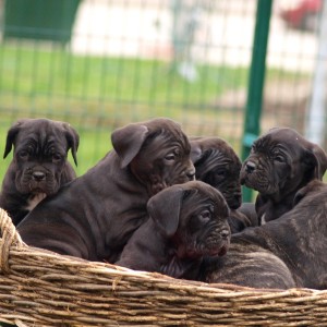 Cane Corso TOP štenci
