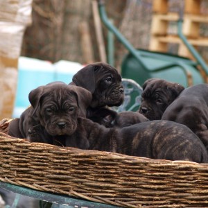 Cane Corso TOP štenci