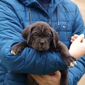 Cane Corso TOP štenci