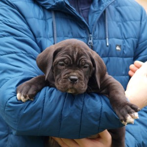 Cane Corso TOP štenci