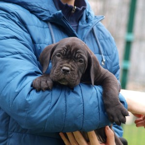 Cane Corso TOP štenci