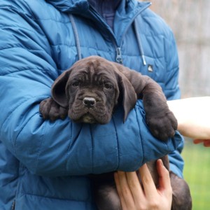 Cane Corso TOP štenci