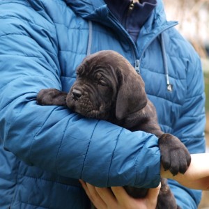 Cane Corso TOP štenci