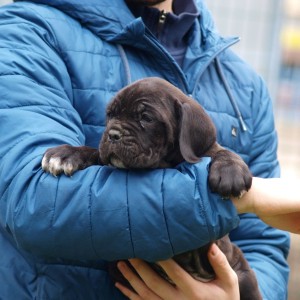 Cane Corso TOP štenci