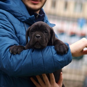 Cane Corso TOP štenci