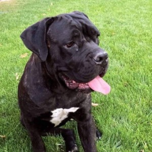 Cane Corso TOP štenci