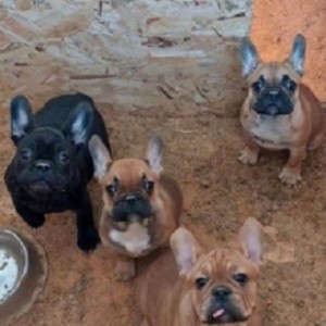 Francuski Buldog, prelepi štenci