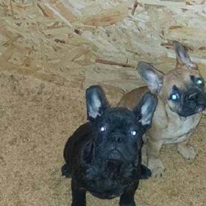 Francuski Buldog, prelepi štenci