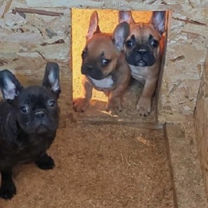 Francuski Buldog, prelepi štenci
