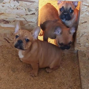 Francuski Buldog, prelepi štenci