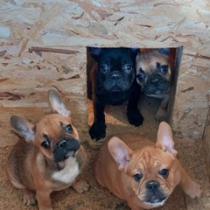 Francuski Buldog, prelepi štenci